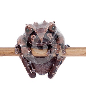 The spiny-headed tree frog on white