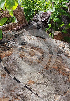 Spiny Iguana on Rock