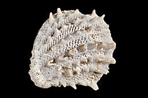 Spiny Jewel Box Sea Shell - Rare find, usually in the Gulf and Atlantic