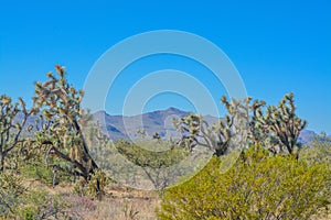 Spiny Joshua Trees Yucca Brevifolia in the Sonora Desert. Maricopa County, Arizona USA