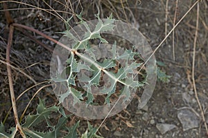 Spiny leaf of Eryngium campestre