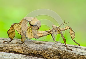 Spiny leaf insect