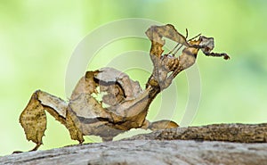 Spiny leaf insect