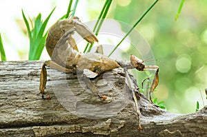 Spiny leaf insect