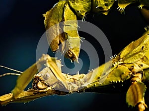 Spiny leaf insect Extatosoma tiaratum