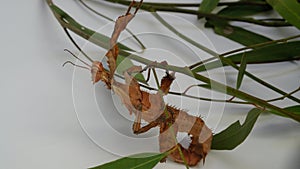 Spiny Leaf Insect or Extatosoma tiaratum