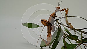 Spiny Leaf Insect or Extatosoma tiaratum