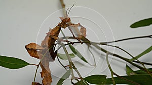 Spiny Leaf Insect or Extatosoma tiaratum