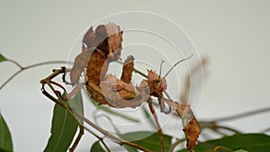 Spiny Leaf Insect or Extatosoma tiaratum