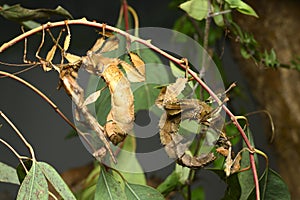 Spiny leaf insect  large species of Australian stick insect