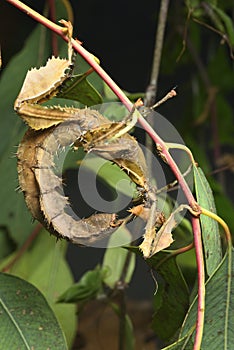 Spiny leaf insect  large species of Australian stick insect