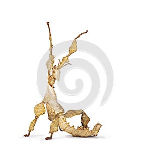 Spiny leaf insect on white background