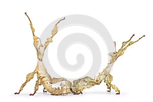 Spiny leaf insect on white background