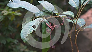 Spiny-leaf stick insect hanging on tree branch