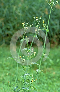 Spiny-leaved Sow-thistle   38839