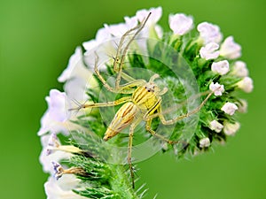 Spiny-legged lynx spider hunting on plant stem.