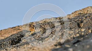 Spiny lizards (Stellagama stellio)