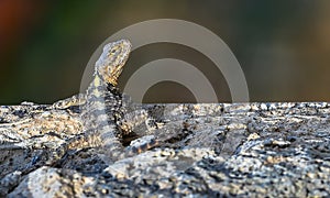 Spiny lizards (Stellagama stellio)