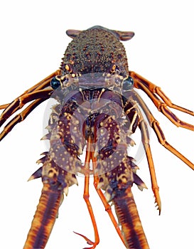Spiny Lobster