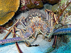 Spiny Lobster