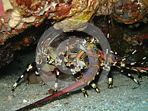 Spiny lobster