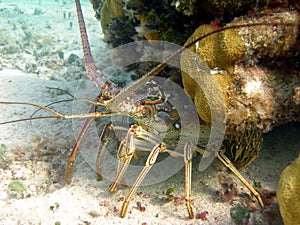 Spiny lobster