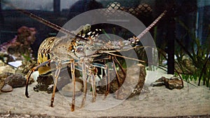 Spiny lobster also called rock lobster Palinuridae forages