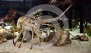 Spiny lobster also called rock lobster Palinuridae forages