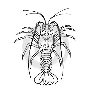 Spiny lobster black and white vector illustration isolated on a white background.