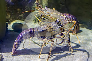 Spiny lobster, crayfish or crawfish, Mediterranean lobster or red lobster Palinurus elephas