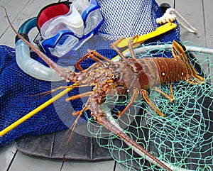 Spiny Lobster With Dive Gear