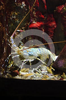 Spiny lobster