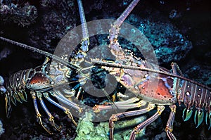 Spiny Lobster