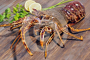 Spiny Lobster. Langosta. Delicious seafood from Galician coast photo