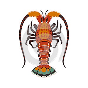 Spiny lobster, langouste or lobster or with long antennae and without claws.
