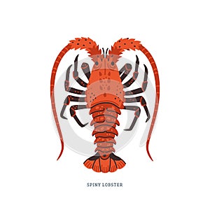 Spiny lobster, langouste or lobster with long antennae and without claws.