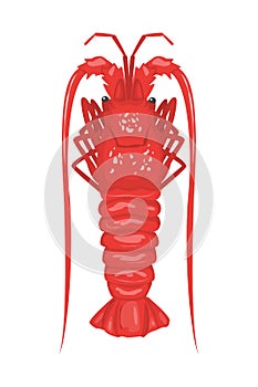 Spiny lobster or langouste, seafood