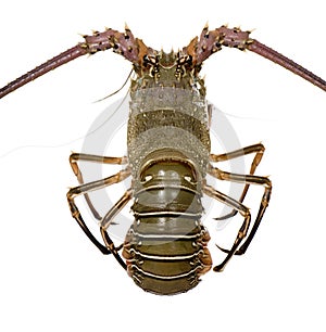 Spiny lobster - Palinuridae