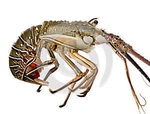 Spiny lobster - Palinuridae