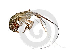 Spiny lobster - Palinuridae
