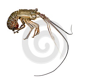 Spiny lobster - Palinuridae