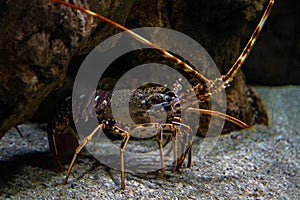 Spiny lobster - Palinurus elephas. Underwater shot of lobster on the ocean bottom floor. These shellfish are common in western