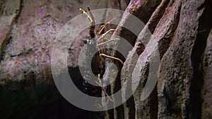 Spiny lobster - Palinurus elephas. Underwater shot of lobster on the ocean bottom floor. These shellfish are common in western