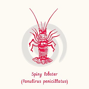 Spiny Lobster Panulirus penicillatus. Ink black and white doodle drawing in woodcut style