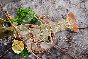 spiny lobster seafood on ice, fresh lobster or rock lobster with herb and spices lemon coriander parsley on background, raw spiny