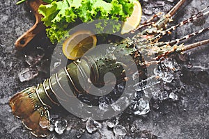 spiny lobster seafood on ice, fresh lobster or rock lobster with herb and spices lemon coriander parsley on background, raw spiny