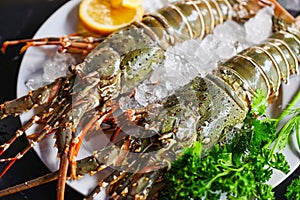 spiny lobster seafood on ice, fresh lobster or rock lobster with herb and spices lemon coriander parsley on background, raw spiny