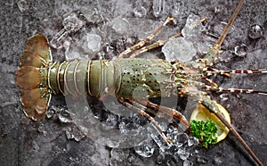 spiny lobster seafood on ice, fresh lobster or rock lobster with herb and spices lemon parsley on dark background, raw spiny