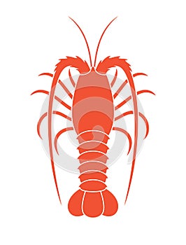 Spiny Lobster