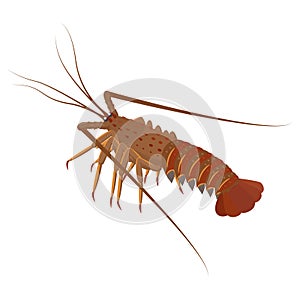 Spiny lobster vector illustration in flat design isolated on white background.